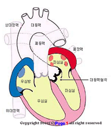 심장 판막 구조 해부도
